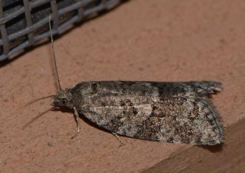 Réf. 206 686 : Cnephasia asseclana